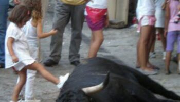 PACMA denuncia el sacrificio público de una vaquilla enferma en Fortuna y exige responsabilidades al Ayuntamiento