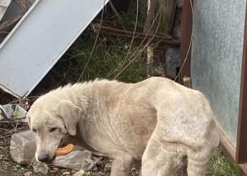 PACMA acusa a Ayuntamiento y SEPRONA de Peñarroya-Pueblonuevo de «condenar a muerte» a cuatro perros presuntamente maltratados tras decomisarlos