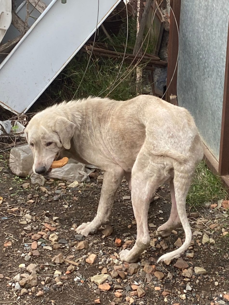 PACMA acusa a Ayuntamiento y SEPRONA de Peñarroya-Pueblonuevo de «condenar a muerte» a cuatro perros presuntamente maltratados tras decomisarlos