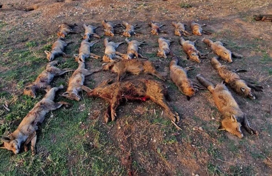 «Hemos limpiado el coto de alimañas»: cazadores se jactan de haber matado a 20 zorros en una sola cacería
