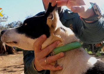 PACMA reconoce una «actuación ejemplar» de la Guardia Civil tras investigar a 58 rehaleros por mutilar orejas y rabos a 1.111 perros