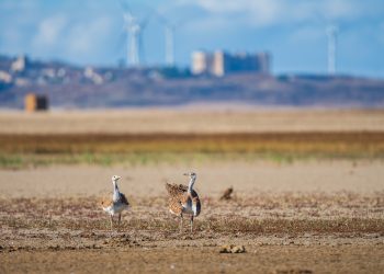 Europa alcanza un acuerdo clave para una Ley de la Restauración de la Naturaleza que recupera los ecosistemas agrarios