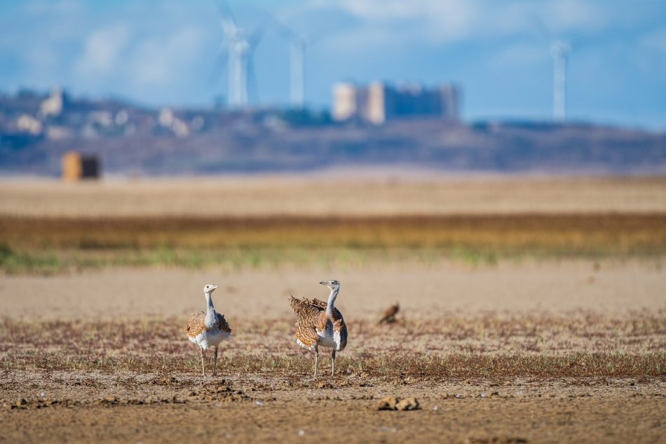 Europa alcanza un acuerdo clave para una Ley de la Restauración de la Naturaleza que recupera los ecosistemas agrarios