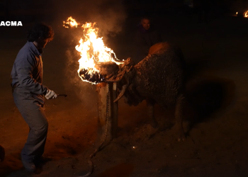 PACMA convoca una protesta contra el Toro Jubilo el mismo día en que se celebra en Medinaceli