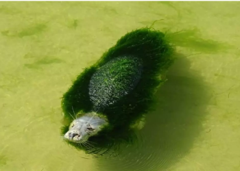 La Fiscalía de Cantabria abre una investigación contra el Mini Zoo de La Magdalena tras una denuncia de PACMA