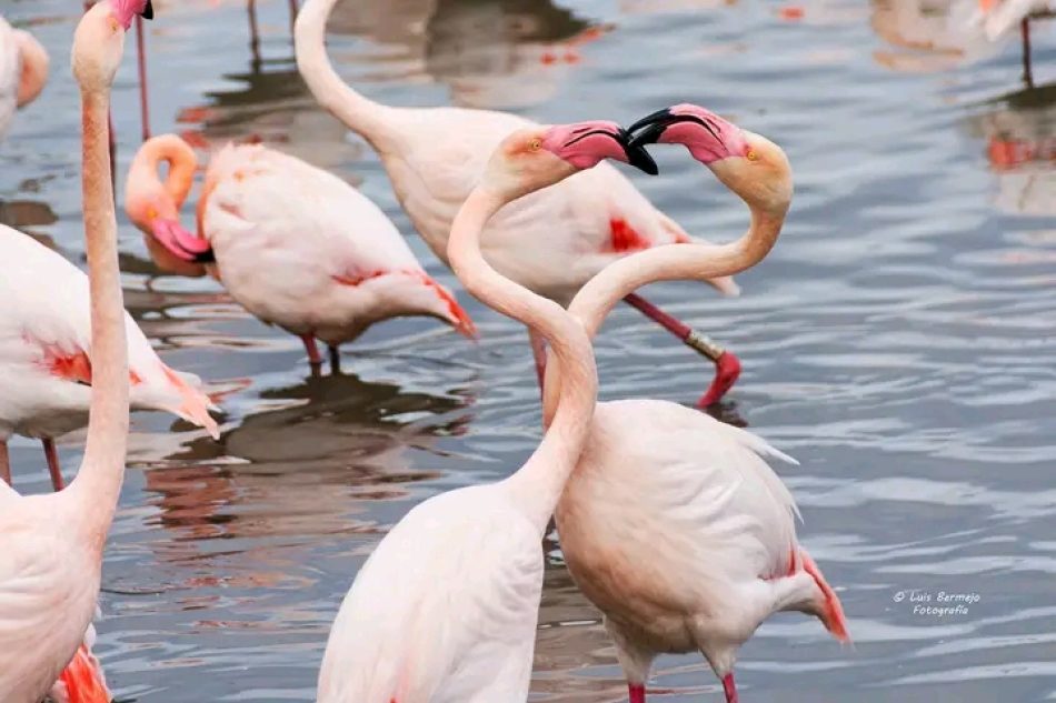 Protejamos a los flamencos de la Albufera