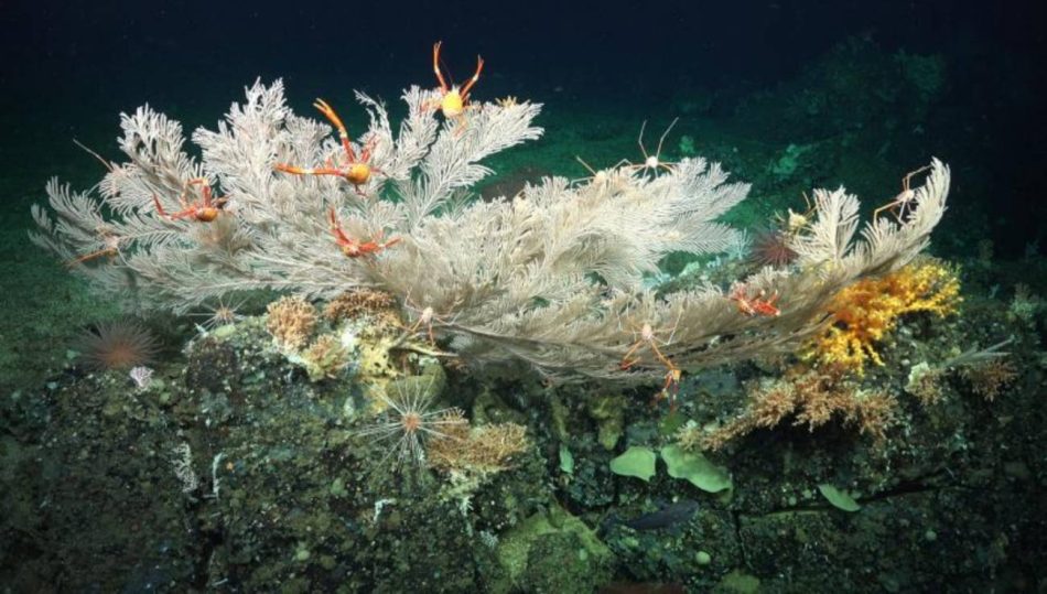 Descubren arrecifes de coral de aguas frías en estado prácticamente prístino en Galápagos