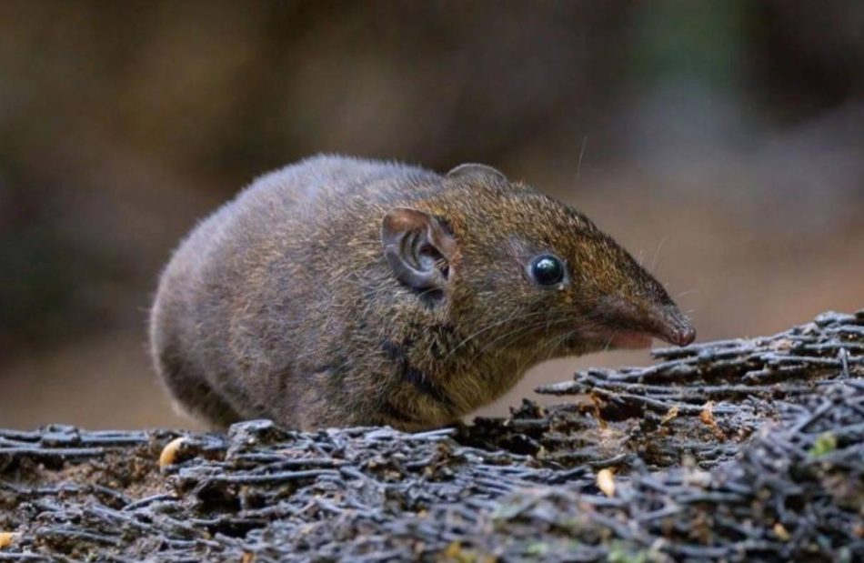 Descubren cinco nuevas especies de mamíferos de la familia de los erizos en el sudeste asiático