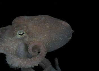 El ADN de este pulpo da pistas sobre el último colapso de la capa de hielo de la Antártida