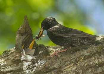 Denuncian decenas de aves electrocutadas en Gijón Oeste