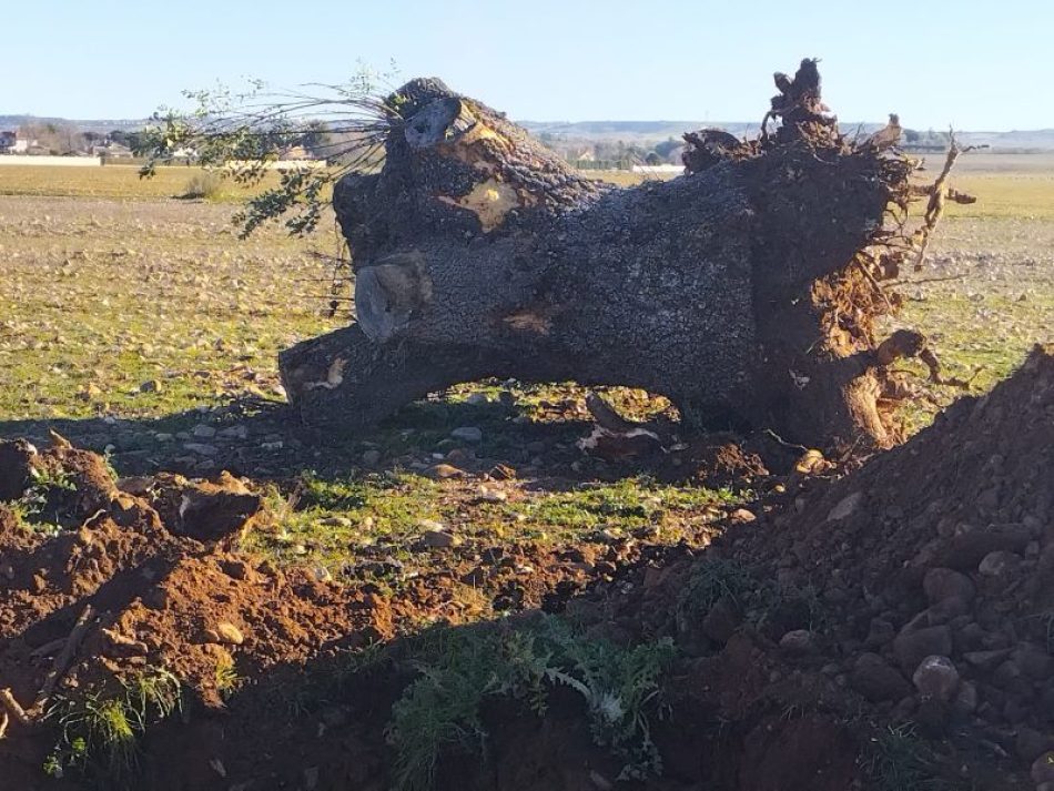 La pistachera del Jarama ya está arrancando árboles centenarios