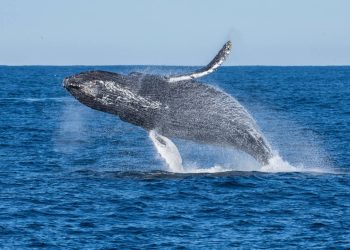 Las previsiones ecológicas pueden ayudar a proteger la vida marina con un año de antelación