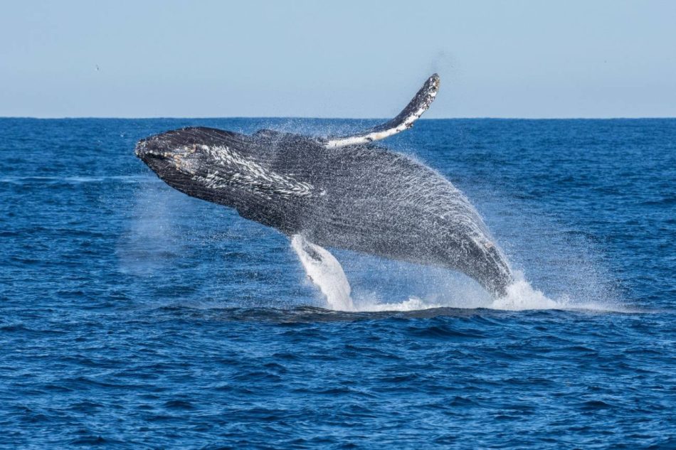 Las previsiones ecológicas pueden ayudar a proteger la vida marina con un año de antelación