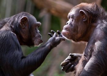 Los simios recuerdan a amigos que no han visto en décadas