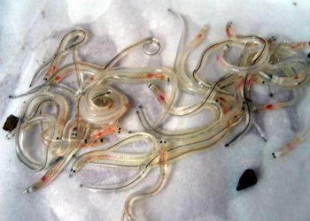 Más de 300 miembros de la comunidad científica reclaman el cese de la explotación de la anguila