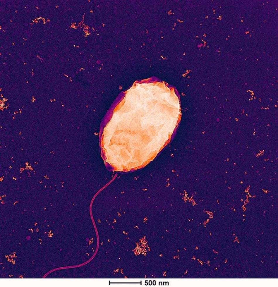 Una investigación de la Universidad de Cornell apuesta por la bioconversión de residuos frente al elevado impacto ambiental de la minería de tierras raras