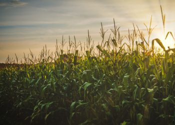 El Consejo de Agricultura y Pesca de la UE pide la desregulación de los nuevos organismos modificados genéticamente (OMG)