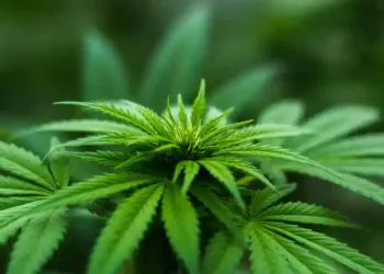 Ghana legaliza el cultivo del cannabis industrial