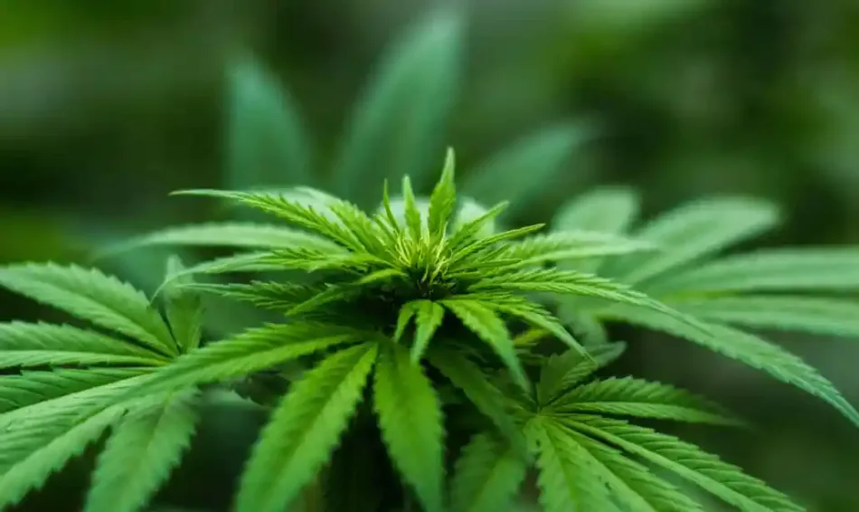 Ghana legaliza el cultivo del cannabis industrial
