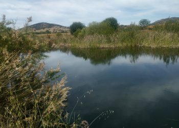 El Charco del Tamujo: cómo potenciar la biodiversidad de un humedal