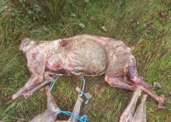 PACMA condena la matanza de dos lobos durante una batida de caza en León