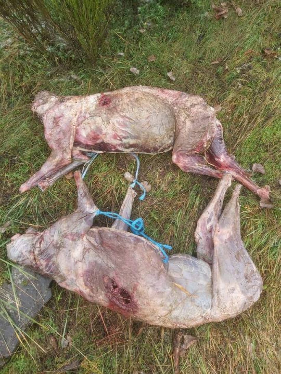 PACMA condena la matanza de dos lobos durante una batida de caza en León