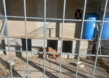 PACMA reclama inacción policial tras denunciar un zulo con perros de caza abandonados durante semanas