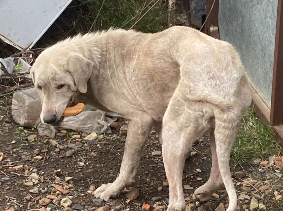 Muere uno de los cuatro perros del desguace de Peñarroya-Pueblonuevo al llegar al veterinario tras ser decomisado por una denuncia de PACMA