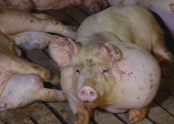 Sale el juicio por maltrato animal contra una granja vinculada al pozo