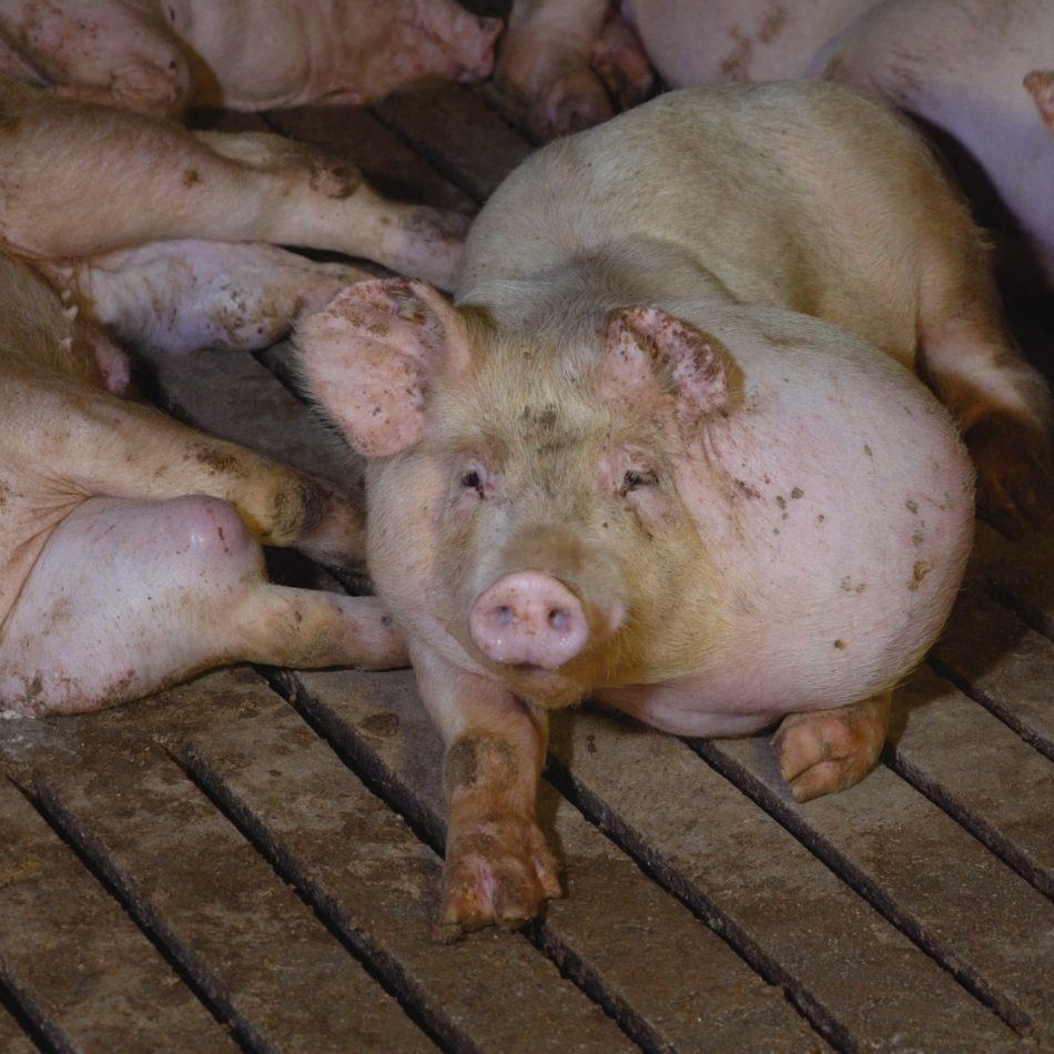 Sale el juicio por maltrato animal contra una granja vinculada al pozo