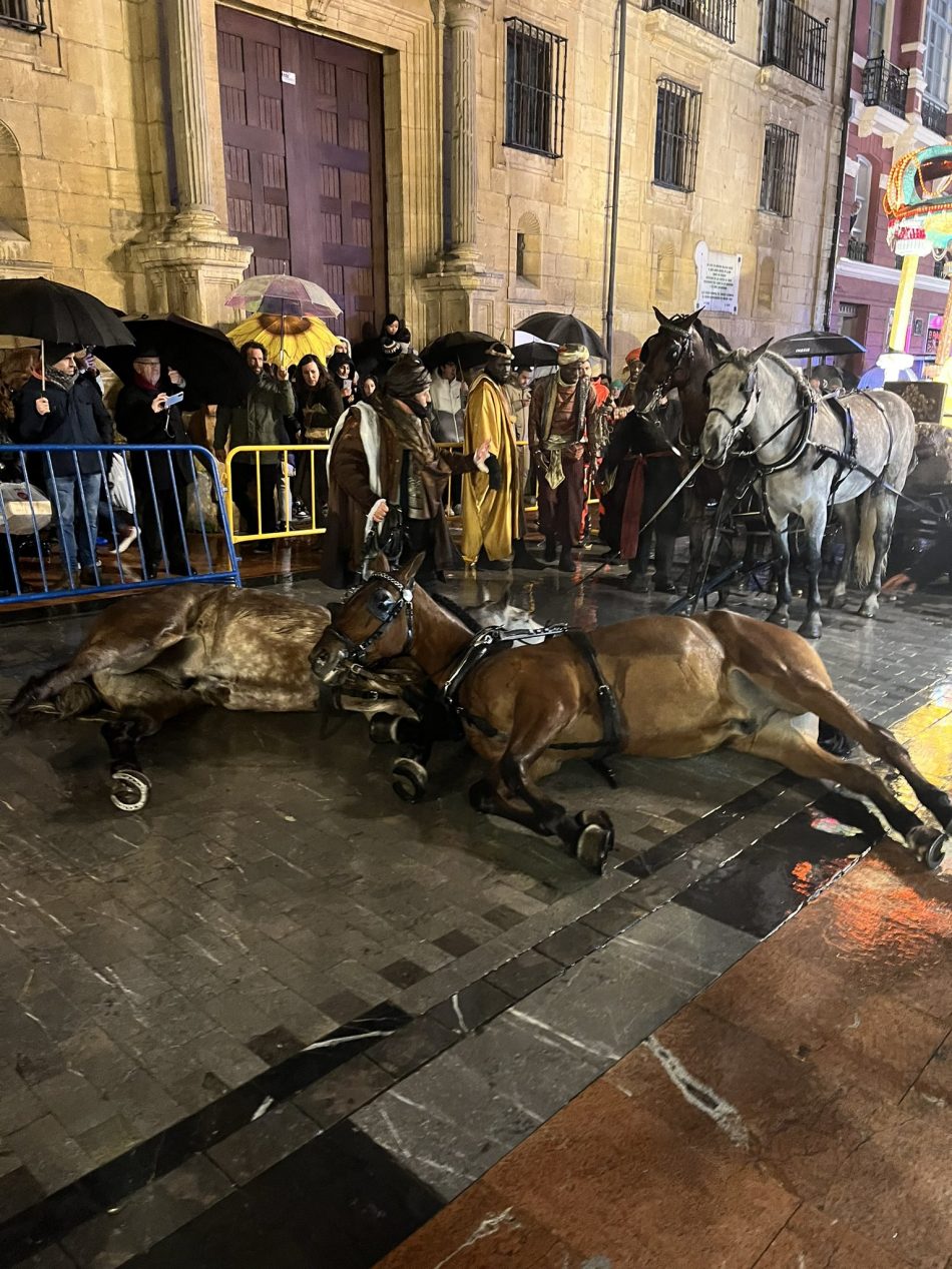 PACMA, sobre el desplome de dos caballos en la cabalgata de Reyes de Oviedo: «es culpa del Ayuntamiento»