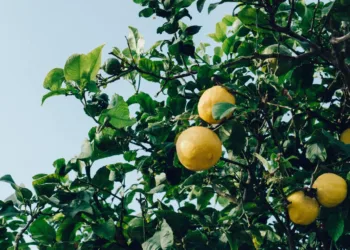 Los alimentos se encarecen hasta un 875% del campo al supermercado