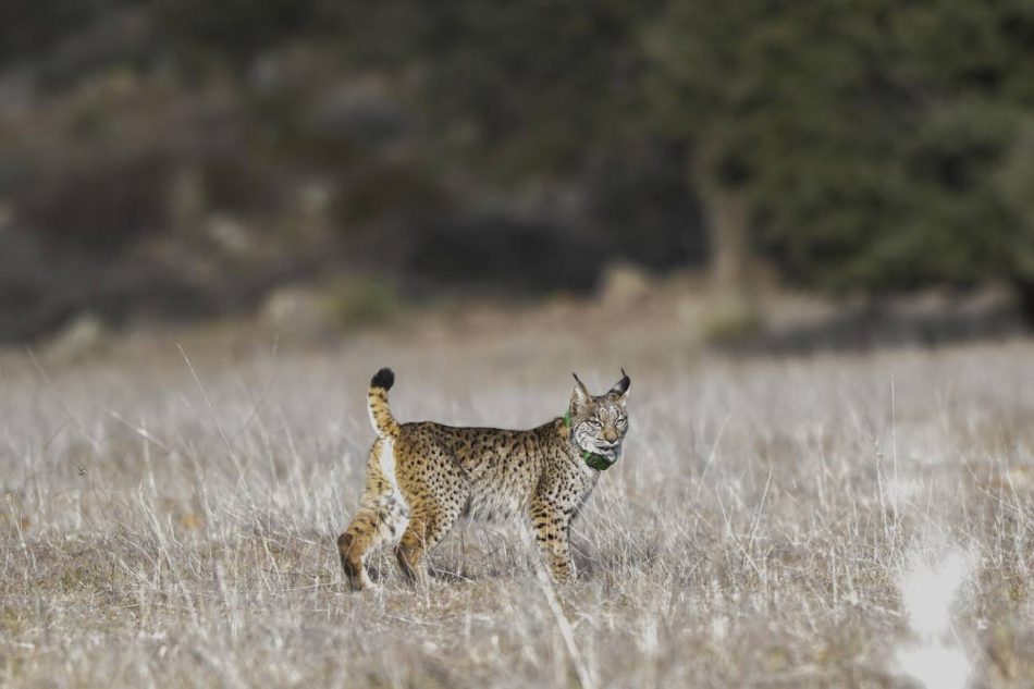 El lince ibérico se hibridó en un pasado reciente con el euroasiático