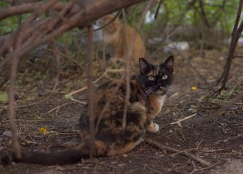 El refugio patrulla felina exige una solución urgente para los animales