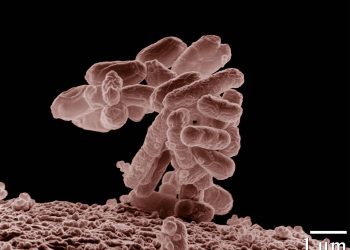 La evolución de las bacterias puede ser predecible