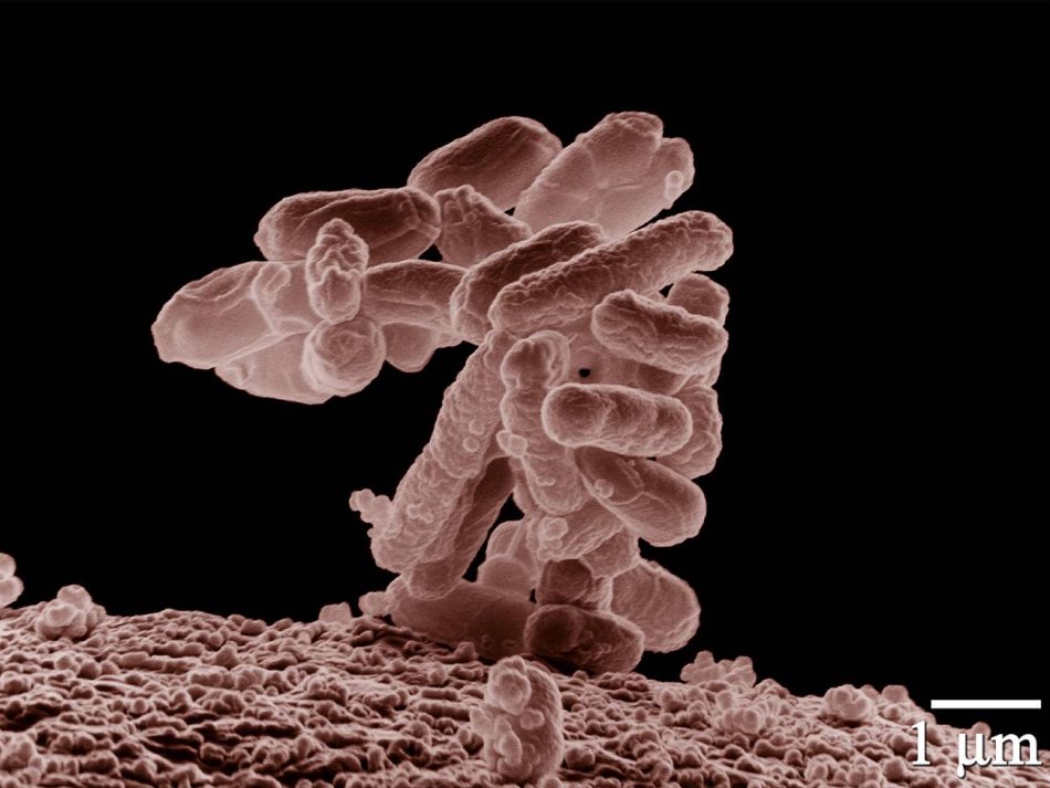 La evolución de las bacterias puede ser predecible