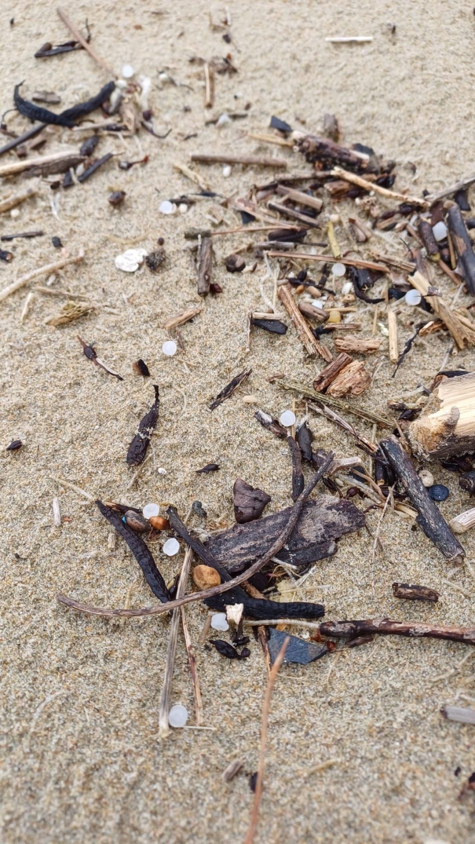 Coordinadora Ecoloxista: «Toda la costa asturiana llena demicro plásticos una vez más»