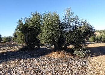 El Campo de Montiel, contra la exploración de tierras raras en Ciudad Real: «El plan de Quantum Minería es claramente especulativo y conlleva múltiples perjuicios»