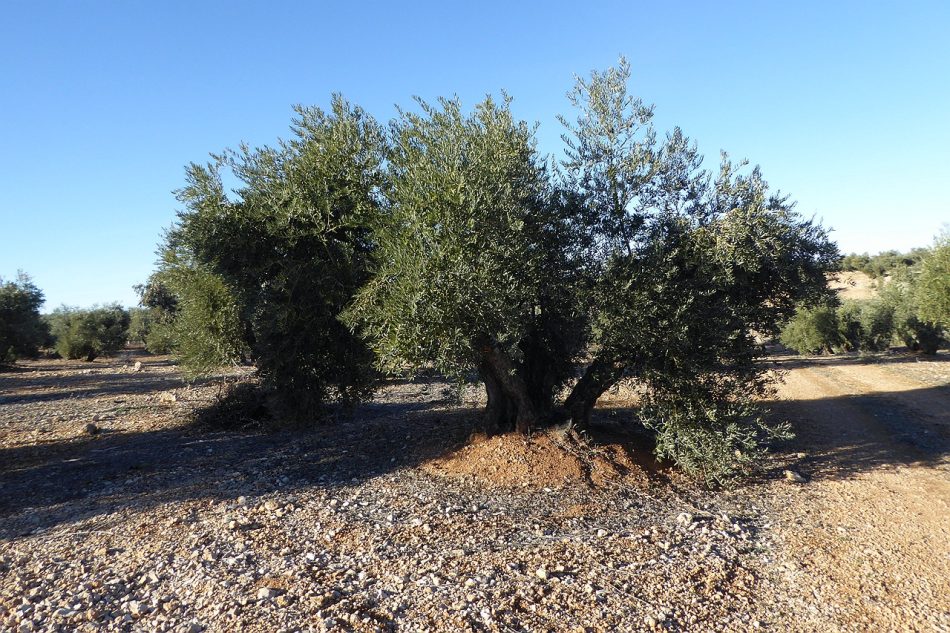 El Campo de Montiel, contra la exploración de tierras raras en Ciudad Real: «El plan de Quantum Minería es claramente especulativo y conlleva múltiples perjuicios»