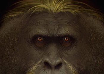 Resuelto el misterio de la extinción del mayor primate conocido