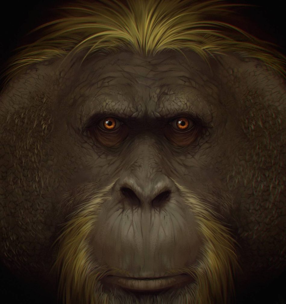 Resuelto el misterio de la extinción del mayor primate conocido