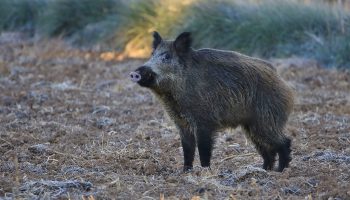 Alianza Verde tacha de disparate la decisión de la Junta de Castilla y León de decretar la caza sin límite del jabalí e indica que la peste porcina no se soluciona a tiros