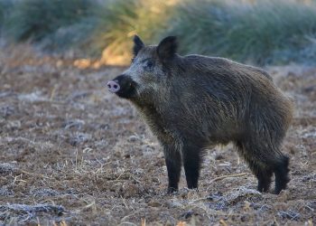 Presentadas alegaciones a la modificación de la Orden de caza del jabalí