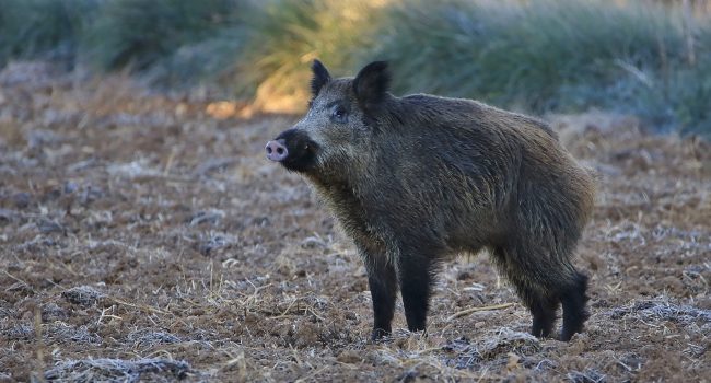 Alianza Verde tacha de disparate la decisión de la Junta de Castilla y León de decretar la caza sin límite del jabalí e indica que la peste porcina no se soluciona a tiros