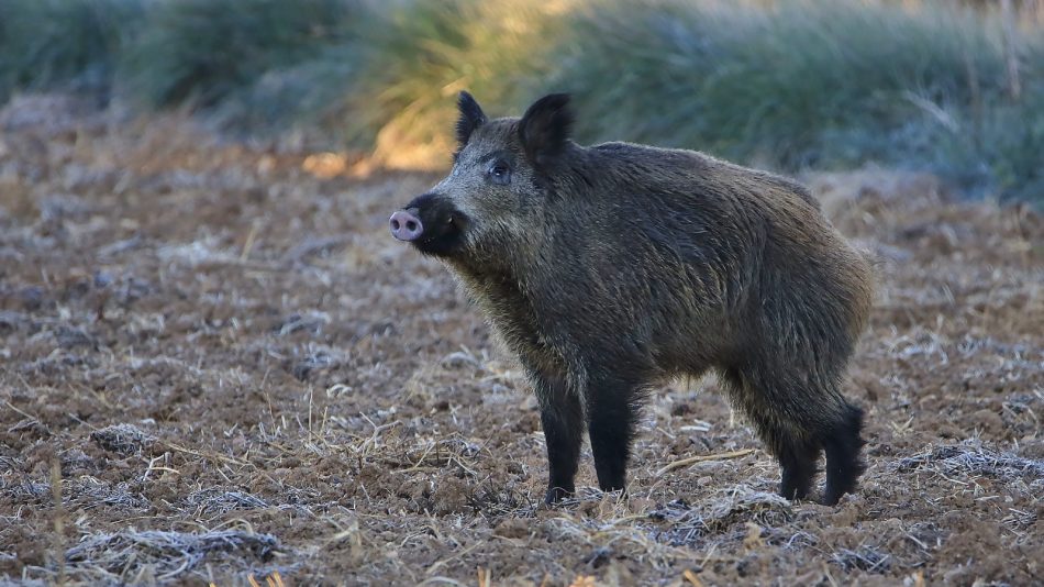 Presentadas alegaciones a la modificación de la Orden de caza del jabalí