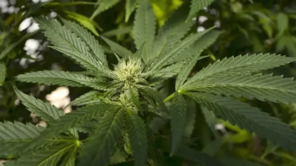 Sanidad regulará próximamente el uso del cannabis medicinal, tras recibir la Orden Ministerial de la AEMPS