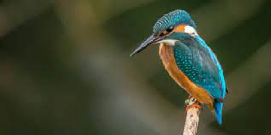 «Si no se toman ya medidas drásticas será imposible detener la pérdida de biodiversidad»