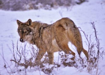 Entitats catalanes contra la rebaixa de la protecció del llop