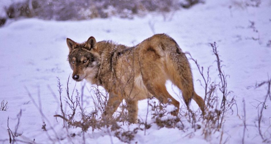Entitats catalanes contra la rebaixa de la protecció del llop