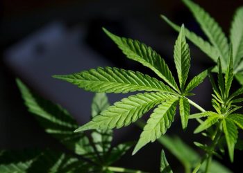 La marihuana podría ser legal en más estados de la Unión en 2024